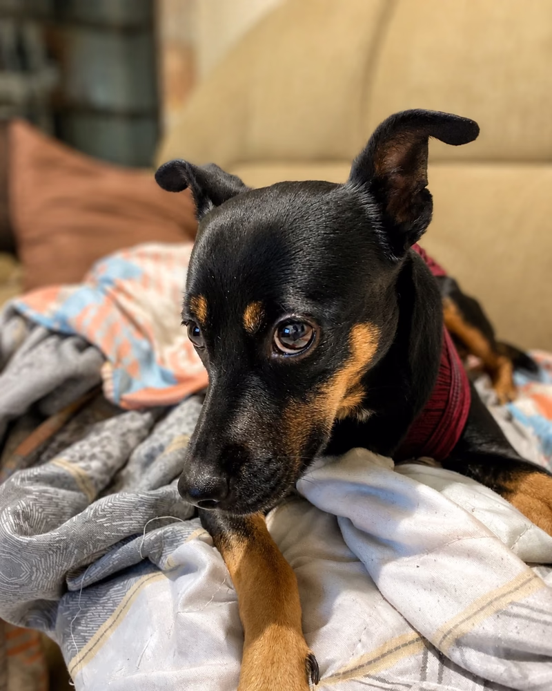 My dog resting on a blanket